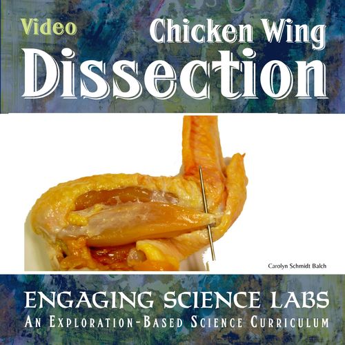 Preview of Bones and Muscles and Tendons Study: Chicken Wing Dissection Video Instructions