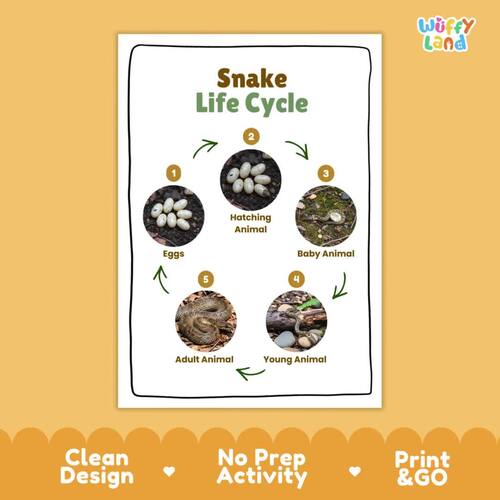 Snake Life Cycle Chart & Cut and Paste Activity | Reptile Biology Worksheet