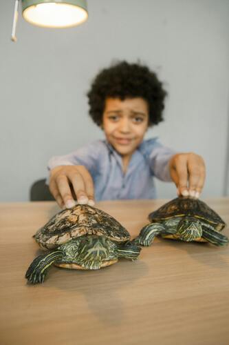 Preview of The Turtle in the Park