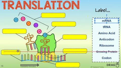 Rna Protein Synthesis Interactive Digital Resource For Google Drive Biology • living cells devote more energy to the synthesis of proteins than to any other aspect of metabolism. rna protein synthesis interactive