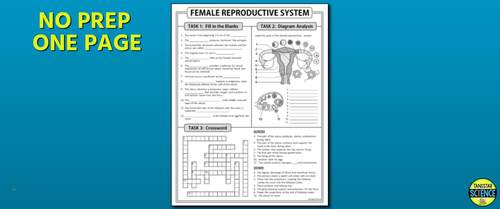 Female Reproductive System Homework Worksheet / Test Prep | Print & Google Slide