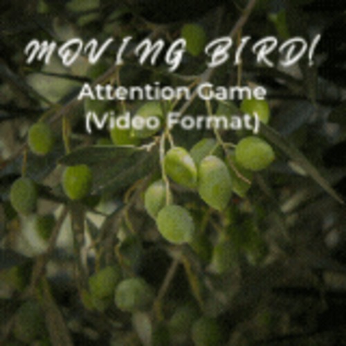 Preview of Sustained Attention Activity or Brain Break Video Format Moving Bird