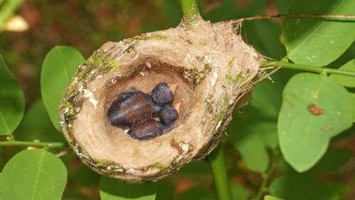 Preview of Bird Adaptation: Nests