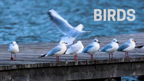 Preview of Let’s Learn About Birds! | Educational Video with Real Bird Footage & Voiceover
