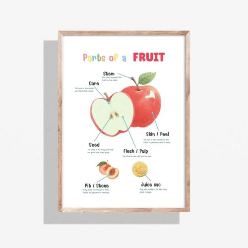 Parts of a Fruit Poster | Educational Fruit Diagram by Ping Ping Studio