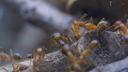 Preview of 10 fun facts about the strength of ants