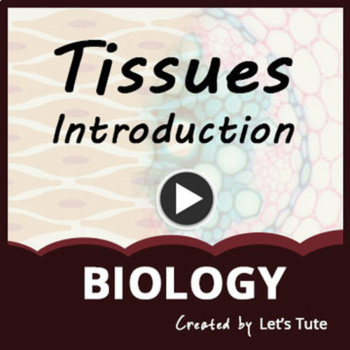 Preview of Introduction to Tissues | Biology | Science