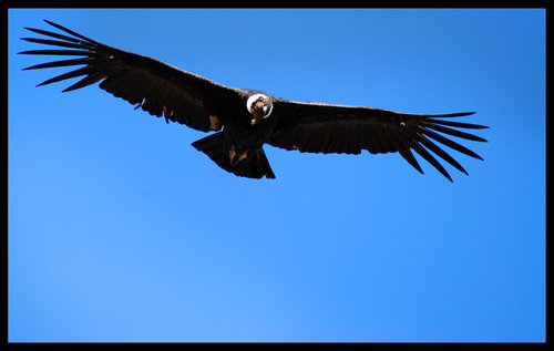 Preview of The Andean Condor, Ancient Symbol of the Inca - An Experimental Video