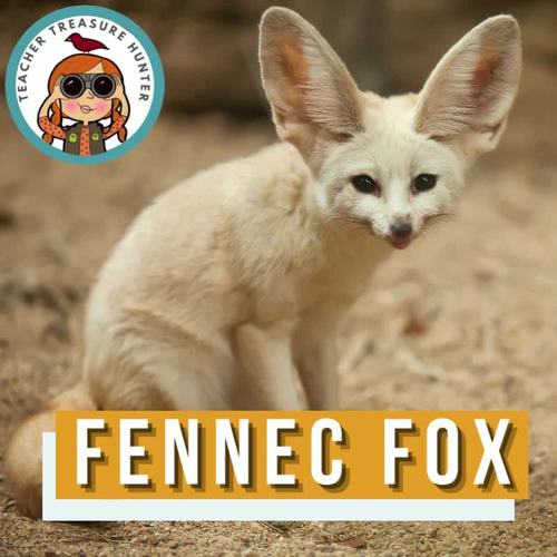 Fennec Fox informational report article for writing animal research reports