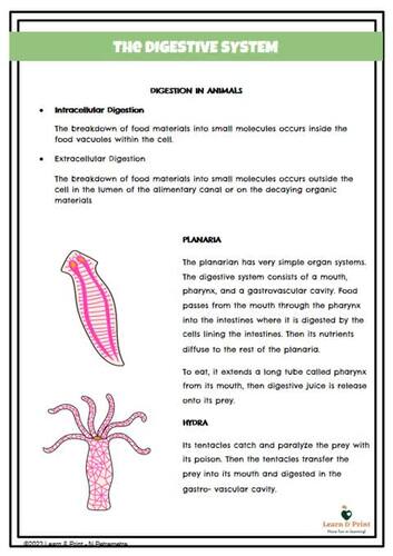 Human Body Systems Outlines with Illustrations, Biology Notes 