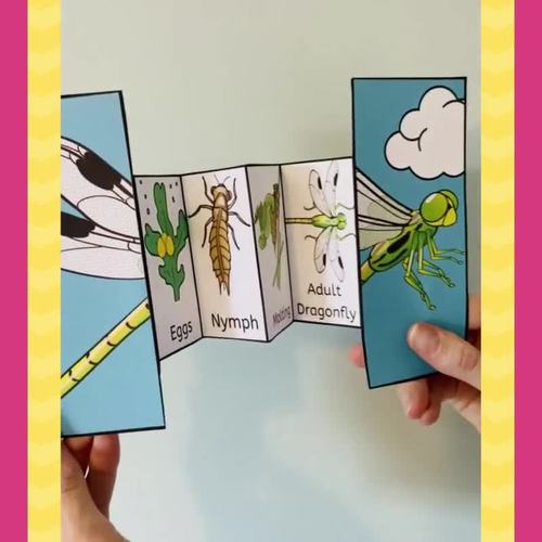Dragonfly life cycle foldable by Wonder at the World | TpT