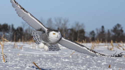 Preview of Bird Adaptation: Flight and Feathers