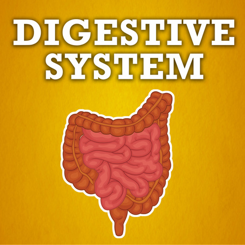 Preview of Digestive System Video, Quiz and Printables