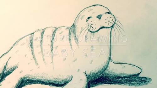 Preview of Pencil Drawing of Baby Seal Video | Art Lesson 2 of 5 | Rick Tan | Waldorf