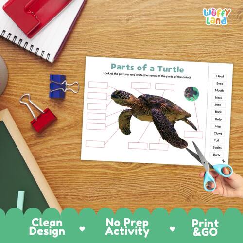 Parts of a Turtle Labeling Activity | Sea Turtle Anatomy Poster ...