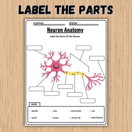Neuron Anatomy | Labeling Worksheet, Coloring Page & Word Search Activity