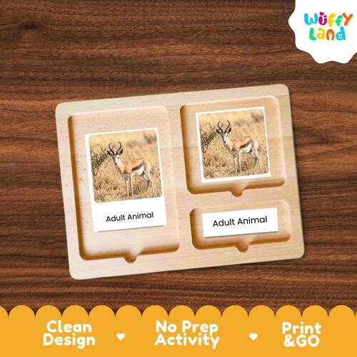 Springbok Life Cycle Flashcards Montessori 3 Part Cards Printable Activity