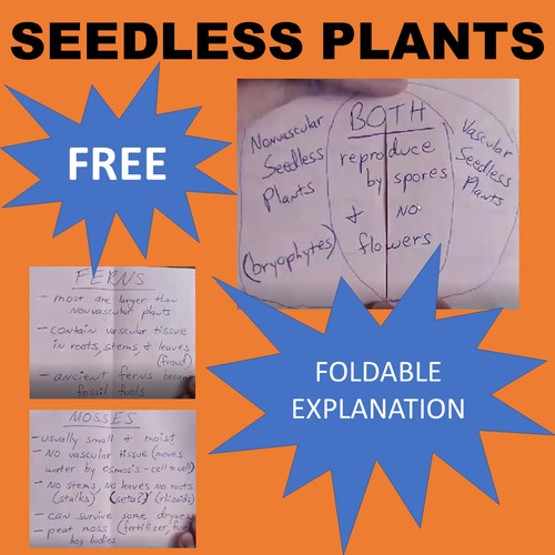 Preview of Seedless Plants - Vascular (Ferns) and Nonvascular (Mosses) Foldable VIDEO