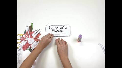 Parts of a Flower Project (Review, End of Unit, PBL) | TPT