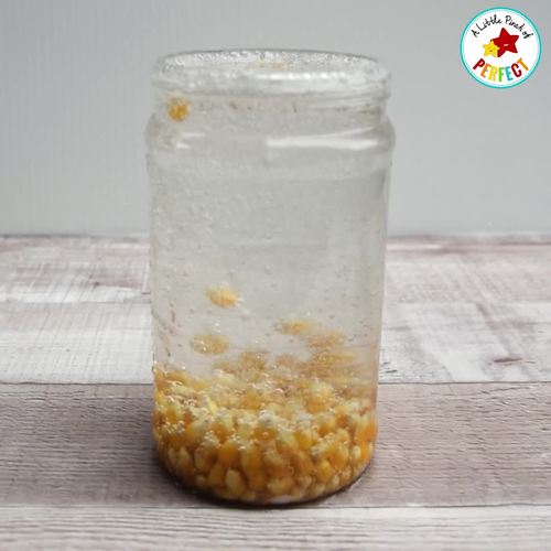 HOPPING CORN Science Experiment Activity Pack (Fall or anytime) TPT