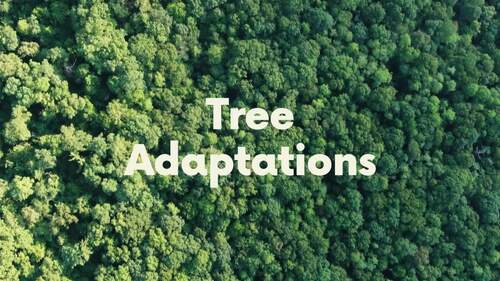 Preview of Tree Adaptations