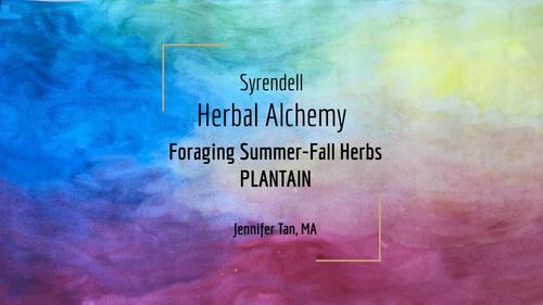 Preview of Foraging Summer/Fall Herbs Plantain Waldorf Video | Lesson 1 of 5 | Jennifer Tan