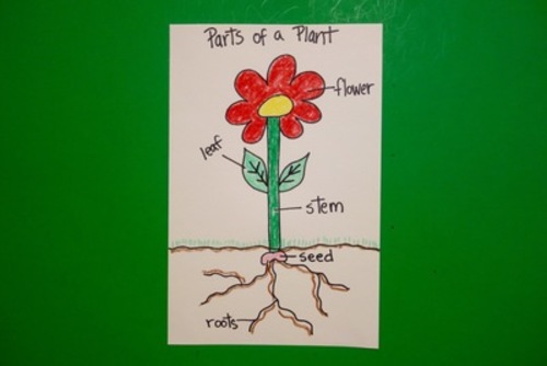 Preview of Let's Draw the Parts of a Plant!