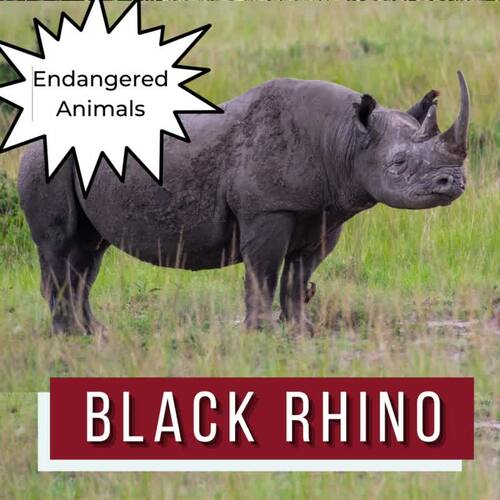 Black Rhino Endangered Animal Research Page For Animal Report TPT