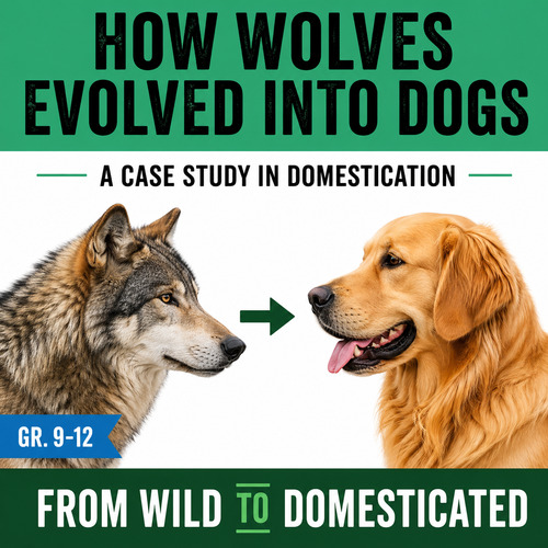 Preview of Selective Breeding & Domestication VIDEO: How Wolves Evolved into Dogs
