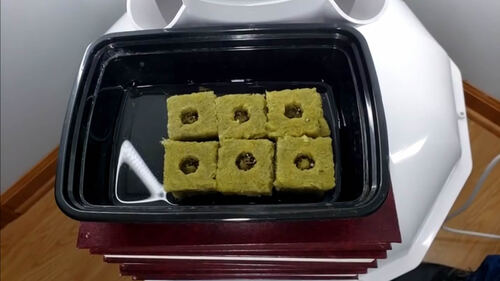 Preview of Getting Seeds Started for the Tower Garden