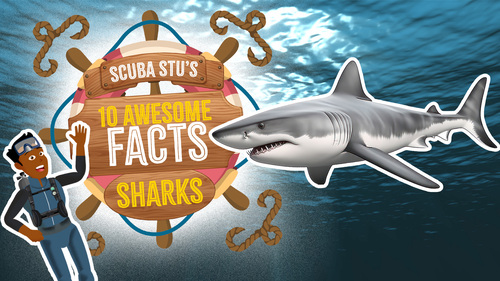 Preview of 10 Facts about Sharks