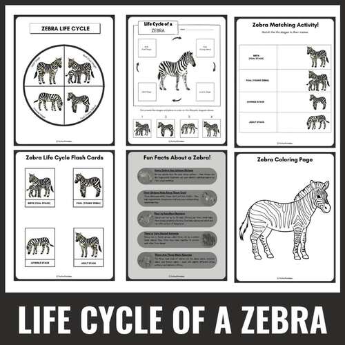 Life Cycle of a Zebra Worksheet | Animal Science Activities & Fun Facts!