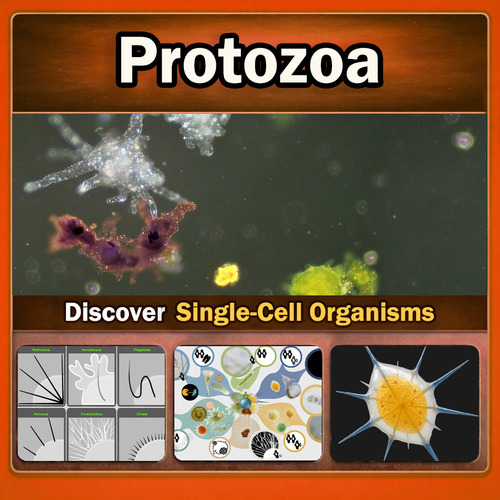 Preview of Protozoa Microscope Morphology Classification for AP Biology and Olympiads