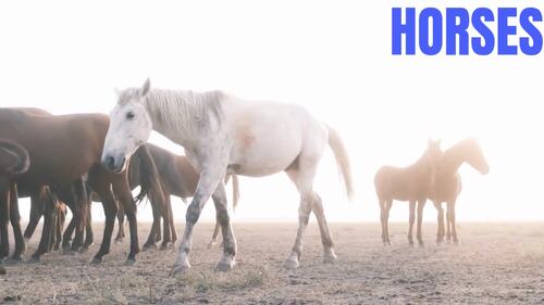 Preview of Hello, Horses! A Fun Introduction for Kids