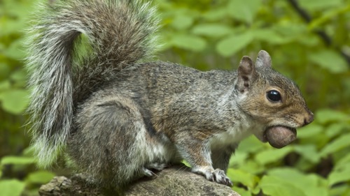 Preview of How do animals spread seeds?