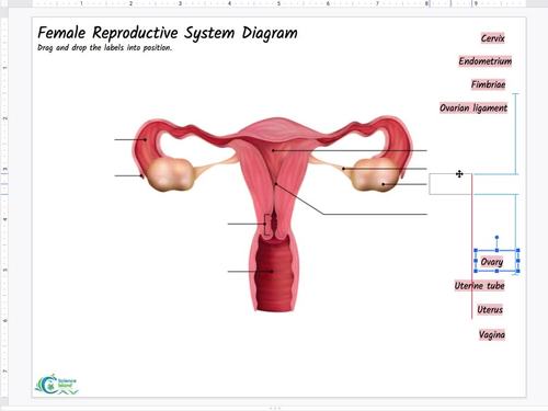 Reproductive System Diagrams and Quizzes - Anatomy Coloring ...