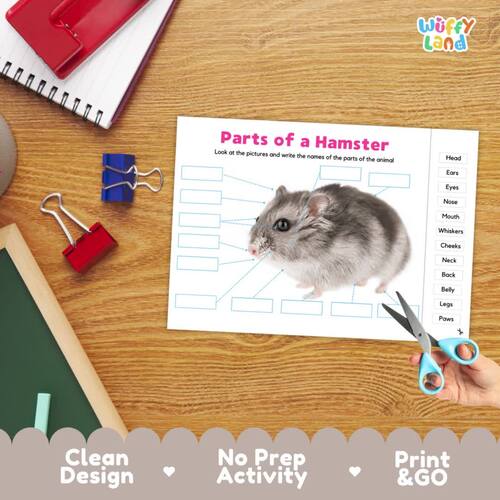 Parts of a Hamster Diagram | Hamster Anatomy Cut and Paste Labeling ...