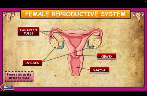 Female Reproductive System. Lesson Bundle.Powerpoint.Reading Article.Worksheet