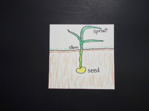 Preview of Let's Draw Seed, Stem, Sprout!