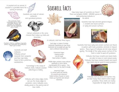 Seashell Mini Unit, facts, worksheets, Digital Download, printable