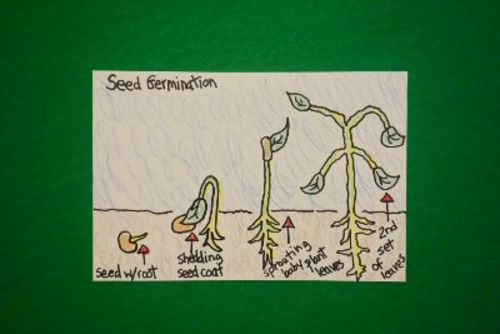 Preview of Let's Draw Seed Germination!