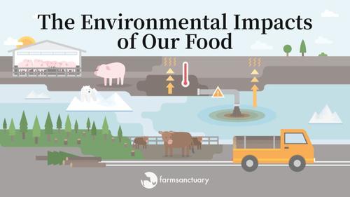 Preview of The Environmental Impacts of Our Food (video + discussion questions)