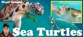 Wasil Science: Sea Turtles!