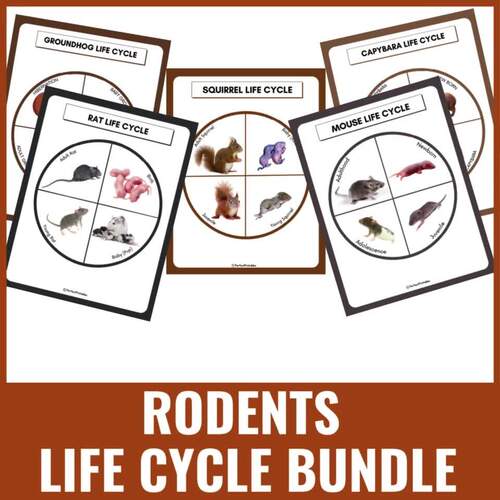 Rodents Life Cycle Bundle Worksheets –Capybara, Groundhog, Squirrel ...
