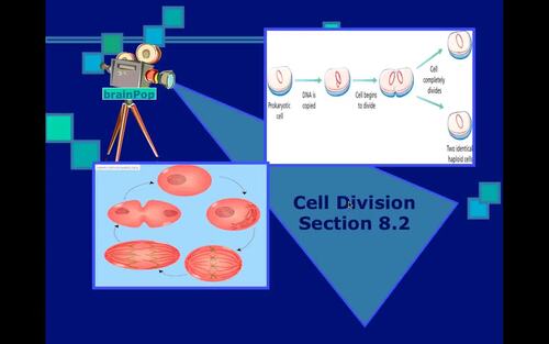Preview of Biology Lecture Video/Mitosis/Flipped Classroom/Edpuzzle Ready