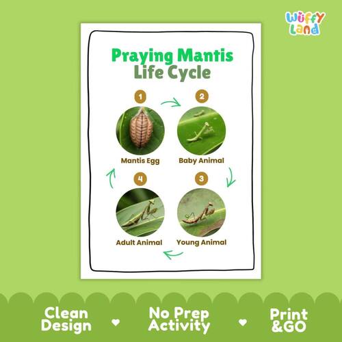 Praying Mantis Life Cycle Chart & Cut and Paste Activity | Insect Worksheet