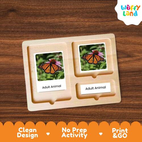 Butterfly Life Cycle Montessori 3-Part Cards - Science Zoology Flashcards