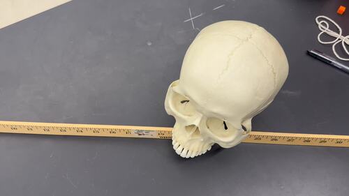Preview of How to Measure Cranial Capacity in a Hominid Skull
