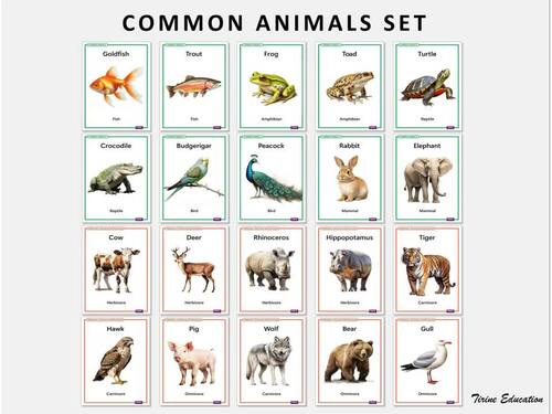 Classifying Common Animals: Primary Science 20 poster set by Tirine  Education