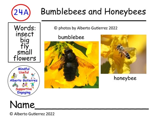 Preview of Video: About Bumblebees & Honeybees #24A